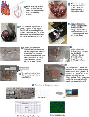 A novel method to extend viability and functionality of living heart slices